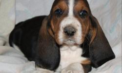 Beautiful Basset Hound puppies for sale. Extra long ears, sad eyes, and big feet! Lemons available. Well socialized and ready for a lifelong family. Visit us on facebook at pjstexasbassethounds or call 325-365-1274.