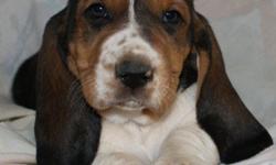 Beautiful pups Tri Colored and Lemon & White pups. Extra long ears, sad eyes, and big feet! Well socialized and ready for a good home. Visit us on facebook at pjstexasbassethounds or call 325-365-1274.