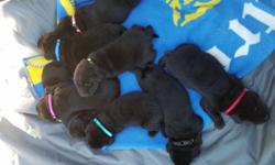 We have AKC Black Lab puppies for sale. They are 2 weeks old now and will be ready for their new homes on August 4th. they have been checked by a vet already and their dew claws have been removed. They will be having their first shots and vet check again
