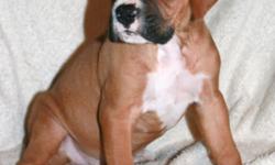 Beautiful Boxer Puppies! Both Dam and Sire are on site and are pedigreed by the American Kennel Club.
They have all been checked out by our veteranarian and received their first shots. Their tails and dew claws have been taken care of. We have both