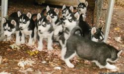AKC, CH SIBERIAN HUSKY PUPS 4SALE ! PARENTS ARE DNA, HIP & EYE CERTIFIED. PUPS ARE AKC REGISTERED, VET CHECKS (3), WORMED (3), CURRENT 7-1 SHOTS, BLOOD WORK, FECAL & ARE FRONTLINED. CALL -- NOW everbluekennels.com