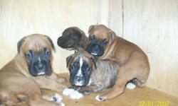 AKC Champion Bloodline Boxers. 2 beautiful female brindles, 1 male fawn with black mask, 1 female fawn with white markings.