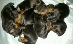 AKC Registered Champion Sired Yorkshire Terriers. 3 generation background on Sire available... 6 boys and 1 girl. Boys are $750 girl is $850. Tails docked, dew claws removed, first set of shots and deworming. Will also be started on puppy pad training.