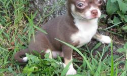SALE PENDING (2 other puppies available)
***KISSES***
Gorgeous chocolate with white and tan female chihuahua puppy. Born May 19, 2010. Cuddly, quiet and friendly, well socialized with kids and other dogs. Family-raised with lots of love. AKC limited