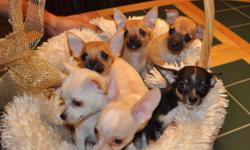 I have a liter of AKC reg., chi puppies. They are 10 weeks old. Have all shots, dewormed pad trained and come pre spoiled. I only sell to loving and caring families that want another family member. Please call for information 352-687-1132 or 352-304-2949