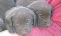 Chocolate Lab Puppies for sale! Puppies are healthy, active and beautiful. They have been raised around our 4 children, friends and lots of visitors. They are very comfortable being held and being around lots of different people. They are registered, dew