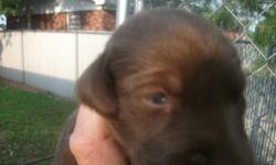 AKC CHOCOLATE LAB PUPPIES FOR SELL, COME WITH PAPERS FIRST SHOTS AND WORMED,THEY WILL BE READY FOR NEW HOME BY DECEMBER 25th ,I HAVE 3 GIRLS AND TWO BOYS LEFT TO SELL,THER DAD HAS SHOW CHAMP PET AGREE IN IS BLOOD LINE,MOM AND DAD BOTH ON SITE,LARGE BLOCK