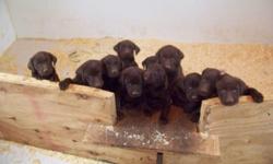 AKC Chocolate lab puppies,they were born on march 3rd. Molly the mother is AKC Chocolate father Sarge is AKC Chocolate both reg. Together they had 11 chocolate puppies 7 males and 4 females they are beautiful. The puppies will come with full AKC reg. vet