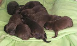 Litter of 9! Born May 10, 2011. 2 Females and 4 Males still available.
Will be ready for new homes late June. Bloodlines from CFC CAFC Pachanga Magnum Force. Mainly field-bred type on both sides. Great hunting lineage!
Dam on site (pictured). Will be