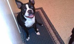 AKC and CKC registered Boston Terrier Male.. 2 years old.. proven breeder.. very friendly ..i am selling because i do not have enough time to spend with him anymore...house trained..call 318-387-4600 or email me blountgirl78@yahoo.com or
