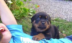 AKC German Rottweiler Puppies for sale Champion bloodlines. I have been raising Rotts for 15 years, my puppies are raised in the house around other pets. I breed for conformation, temperment. They will have black eyes ADRK eye chart 1b to 2a, big block