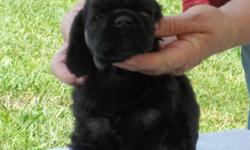 This sweet puppy is a beautiful black male with sable markings. All our puppies are born and raised in our home and socialized with children and other dogs. Dad is a choc sable and Mom is a gorgeous black. Vet checked and is up to date on all his shots