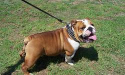 This beautiful boy is named Deisel. He is a red and white bullie who is two yrs old. He also has Champion bloodline on both side of the family. We also offer Artificial Insemination to Progesterone tested females. For more info please call -- or -- or