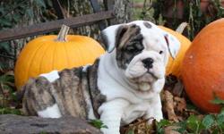 FAMILY RAISED, VERY SOCIAL AND SPOILED, BEGINNING PAPER TRAINING, ALL SHOTS AND WORMINGS, VETERINARIAN CERTIFIED HEALTHY WITH ONE YEAR HEALTH GUARANTEE. ALL COLORS, BRINDLE, WHITE, FAWN AND WHITE. FAT AND WRINKLED LOOKING FOR NEW LOVING HOME. SEE PICTURES
