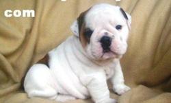 Charming English Bulldog Puppies free for adoption.English Bulldog puppies, they are AKC reg, vet checked and de-wormed, all their shots are given up to date, they are potty trained and house trained, Well Socialized with both kids and pets around them,