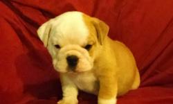 Male English Bulldog born on 4-14-14. UTD on vaccinations/dewormings and comes with a health certificate and health warranty.
** AKC Registered
** Microchipped
** Shipping Available
** 90 Days "Same as Cash" Financing Available
** Credit Cards Accepted