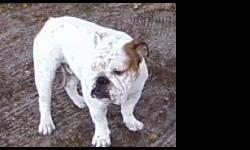 Champion Line English bulldog Stud service
White/brindle 2 1/2 years old and DNA certified
He has 75% champions in 5 generation pedigree
He is a proven stud and he produced very nice big boned
Colorful pups. Service fee$450 or pick of liter if intersted