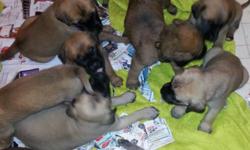 WE HAVE BEAUTIFUL FEMALES, &MALES .ENGLISH MASTIFF PUPPIES .THEY WILL BE 8WEEKS OLD READY TO GO TO GOOD HOME ON DEC23, just in time for Great christmas present!!! They come with Akc papers, 1st set of shots, wormed, Healthy vet check , Pedigree generation