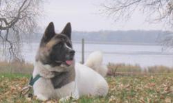 Nakaya is a beautiful female Akita. She is 3 years old and has had one litter. She has very nice conformation and is well built. She runs 90lbs and is very strong. She loves to go for walks and get massages. Nakaya was an excellent mother. She raised 5