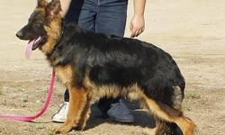 Beautiful 7 month old long stock coat blk/red German Shepherd male. His father is Las Brisas' Cash and mother is El vom Hubbard. Both parents have a stamped hips. Very soild temperment. Loves to play with his bite work. Learning house manners and basics.