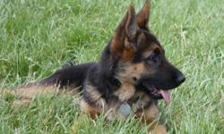 German Shepherd puppies. Black and red, AKC registered with pedigree.
High value blood lines. Immaculate bone structure and conformation. Wormed, first shots. Superior looks, temperment, socialized around children and other animals. Health Guarantee. Born