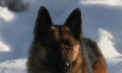 Quality German Shepherd puppies!?
Whether you are looking for a quality companion, service dog, working dog, search & rescue dog, or for a personal protection dog you will find it here.? These puppies come from superior Schutzhund working dog lines. They