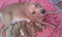 My dog had a litter of puppies on Oct. 17. There were 10 puppies. I have 2 males left. The father is 90 lbs. The mother is 70 lbs. Puppies should be about 80 lbs. full grown. The puppies have their 1st and 2nd puppy shots and have been dewormed twice by a