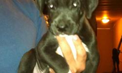 AKC Male Great Dane. Blake with white paws and white chest. 6wks old. Willing to make a deal. Please offer. Texts welcome