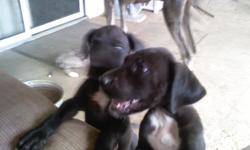 Beautiful AKC Great Dane Puppy's
First Shots, handled daily, Born August 13, 2010 (1) Male, Black with white markings. (4) Females, (1) Mearl (3) Black with white markings. Mother and Father available for viewing. Call 559-991-5194