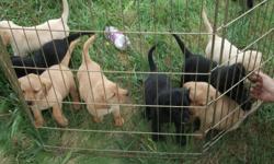 Ready for new homes now. They are 7 weeks old and eating on their own. They had their first shots and worming done. They come with a puppy pack i call it,AKC papers,Father and mother pedigree and more. We only have left 2 Black Males,1 Yellow Male and 2