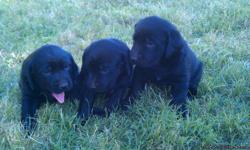 AKC Labs- championship bloodlines, shots, wormed,dew claws removed, family raised and very calm. Parents on sight.