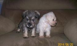 I have AKC registered miniature schnauzer puppies. I have 4 males white. I have 2 females-one salt & pepper and one white. They have docked tails and dew claws removed. They have had their 6 week shots and de-worming. They will be ready for their loving