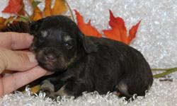 AKC Miniature Schnauzer Puppies! Fopr more info please check out our website at www.littlevalleyschnauzers.com or call 423-429-8175