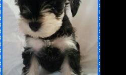 AKC Miniature Schnauzer puppies looking for their forever homes! These sweet babies will be 8 weeks old and ready for their new homes on 8/6. Tails docked and dew claws removed. Ears left natural. UTD on immunization and deworming. They have been raised
