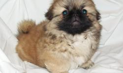 Beautiful AKC Male Pekingese for Sale. Color is fawn with a black mask.
Please visit my web site to view the family.
www.ccpekingese.com, or email ccpekingese@gmail.com
Date of birth 5/09/2011 ,that will make him 13 wks. tomorrow.
