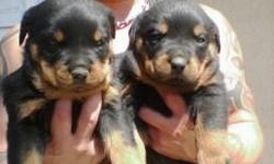 PRUE BRED AKC ROTTWEILER PUPPIES FOR SALE BY BREEDER FROM VINICIO'S KENNEL. BORN ON MARCH 11TH, IMPECIABLE MARKINGS, PARENTS ON SITE, FIRST SHOTS, D-WORMED READY TO GO. AKC PACKET GIVEN UPON PURCHASE.
