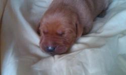 Labrador Retriever Puppies, Red Fox color. AKC registered with worming, shots. Born Nov 27th 2010 - $400 Call Carrie 561-688-3730
