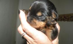 6 males, 4 females,tails and dewclaws cut.will have 1st shots with shot records by their ready date.I own both sire and dame,they will be BEAUTIFUL dogs.Will be ready 10-19-12