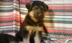 AKC Registered Full Blood German Shepherd Pups - $425.00 ? 3 Males ? 2 Females - Ready for New Homes - Dewormed/1st Shots ? Pay Full Price and Take Your Pup Home or Pay $50 more to Reserve your pup with 1/2 Down - The dad is blk/tan-police canine look,