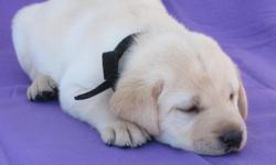AKC Reg Labrador Retriever Puppies
Now accepting deposits. Whelped 2/26/11
Ready for new homes late April.
7 available. Yellow and black males and females. Both parents on property. Pups include health guarantee, 1st shots, dewclaws removed, dewormed and