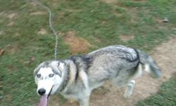 i have a one and a half year old siberian husky. He is a beautiful dog. HE needs to find a new home because right now i live in a 2 bedroom apartment and he needs more room than to run.He is great and white with blue eyes. i bought him from a bredder is