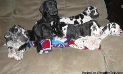 AKC Registered 6 Great Dane Puppies For Sale. Puppies are 10 weeks old and are all available to go now. Contact me for more information.