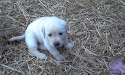 I have 7 week old labrador Akc registered puppies for sale. The are&nbsp;ready&nbsp;to go now and would make a great Christmas gift for that special loved one. They have had there first set of shots and worming done. I have all AKC paperwork for the