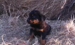 male and female ,ready,shots started, wormed, big heads, champion pedigree903 326 0050