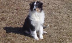 AKC Tri-colored Male Sheltie. Mac is 6-months old. Housebroken, loves kids, gets along great with cats and other dogs.