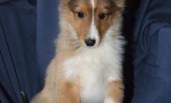 AKC Registered Sheltie Puppies For Sale. These playful energetic puppies are ready for their new home. They are a must see and you can view pictures of available puppies and the mom and dad at: picturetrail.com/shelites. They have been dewormed, vet