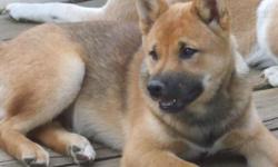Eri is an AKC Registered red sesame male. He loves to follow and play with children, adults,and other animals. He feels size is not an object and like the meaning of his name "Eri"- he is a "protector". Even as mighty as he is, he is still 100% lovable.