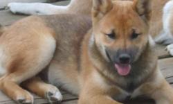 Eri is an AKC Registered red sesame male. He loves to follow and play with children, adults,and other animals. He feels size is not an object and like the meaning of his name "Eri"- he is a "protector". Even as mighty as he is, he is still 100% lovable.