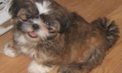 Bernice, a beautiful brindle with white paws and blaze, female Shih Tzu, was born on April 28, 2011 to fully-registered AKC parents. Father is a solid chocolate Imperial and mother is a gold Standard who carries for chocolate. Flat face, thick, colorful