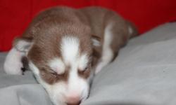 New litter Born November 19th, 2012!&nbsp; 2 red females, Akc registered, vet checked and up to date on shots and worming.&nbsp; Ready for their new homes January 12, 2013.&nbsp; www.siberian-husky-puppies.com